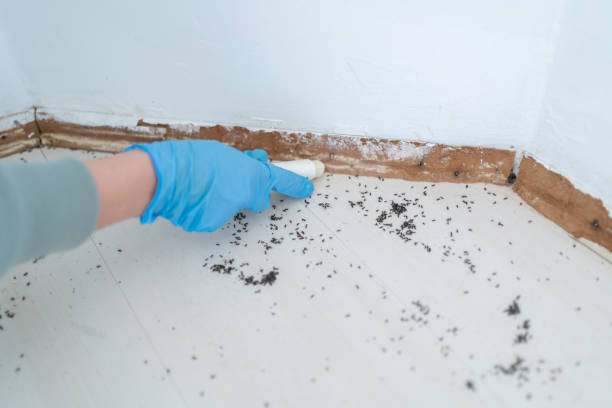 Reliable New Holland, PA Pest Control Solutions